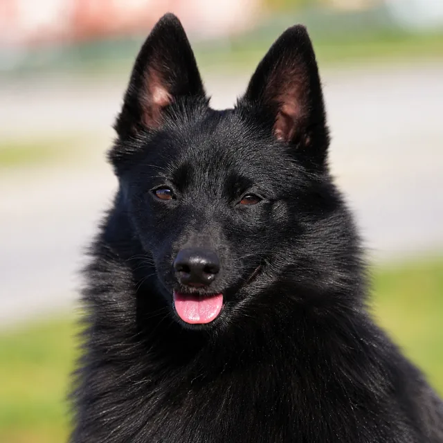 PawParty četrkājainā palīdze Grenka